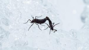 <p>Die Zuckmücke Belgica antarctica ist die einzige endemische Insektenart der Antarktis.</p>
