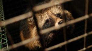 <p>Schluss mit Pelz? Die Tierschutzorganisation GAIAdrängt auf ein Verkaufsstopp in Belgien.</p>