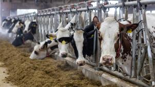 <p>Die Rundviehhaltung in Belgien steckt in der Krise.</p>