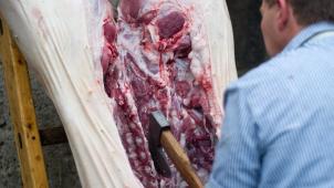 <p>Tierschutz im Fokus: Die Wallonie will private Schlachtung untersagen.</p>