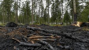 <p>Auch im Hohen Venn ist es schon mehrfach zu Waldbränden gekommen. Experten werfen den Behörden in dem Bericht mangelnde Vorbereitung und Expertise vor.</p>