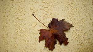 <p>Regen, Regen, Regen: Belgien verzeichnet acht aufeinanderfolgende nasse Jahreszeiten.</p>