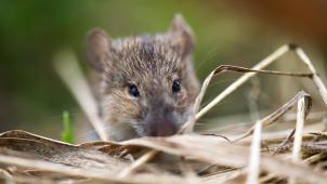 <p>Sciensano weitet hierzulande nun auch die Überwachung auf Nagetiere aus.</p>
