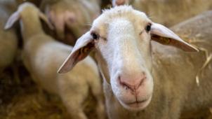 <p>Die Blauzungenkrankheit ist eine virusbedingte, hauptsächlich akut verlaufende Krankheit der Wiederkäuer wie Rinder, Schafe und Ziegen.</p>