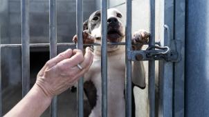 <p>Über 207.000 gerettete Tiere – und die Arbeit für das Blaue Kreuz geht weiter.</p>