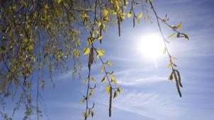 <p>Allergiker müssen sich auf zunehmenden Pollenflug einstellen.</p>