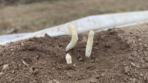 <p>Wallonischer Spargel frisch vom Feld.</p>