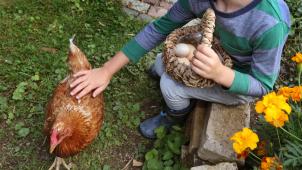 <p>PFAS in Garten-Eiern: Auch Belgien ruft zur Vorsicht auf.</p>