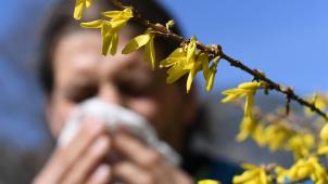 <p>Gedüngte Wiesen produzieren bis zu sechsmal mehr Pollen.</p>