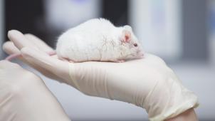 <p>Tierleid in Labors: GAIA appelliert an Belgien, Tierversuche zu beenden.</p>