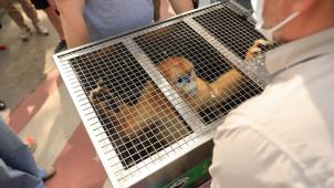 <p>Drei seltene Goldstumpfnasenaffen aus China sind in Pairi Daiza eingetroffen.</p>