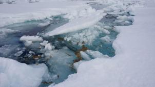 <p>Die durch den Klimawandel beschleunigte Eisschmelze gefährdet den Lebensraum der Eisalgen.</p>