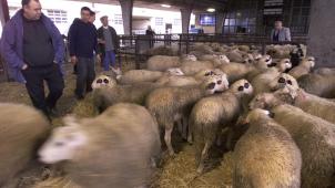 <p>Tierschutzorganisation S.E.A. übergibt 32.000 Unterschriften für eine verpflichtende Betäubung bei rituellen Schlachtungen in Brüssel.</p>