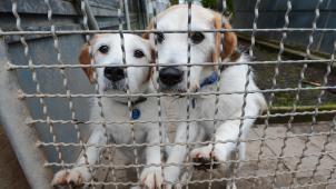 <p>Wallonische Tierheime am Limit: Tierschützer drohen mit Rückzug, wenn Politik nicht handelt.</p>