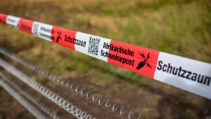 <p>Die Schweinepest ist wiederauf dem Vormarsch.</p>
