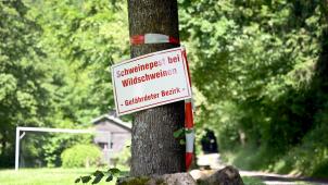 <p>Lebensmittelreste in der Natur können Wildschweine infizieren – FASNK ruft zur Vorsicht auf.</p>