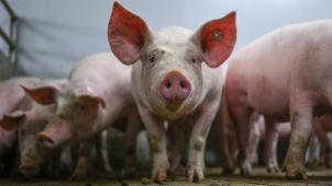 <p>In Flandern könnten bis 2030 rund ein Viertel aller Schweine und bis zu 15 Prozent der Rinder verschwinden.</p>