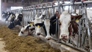 <p>Rindfleisch wird teurer.</p>