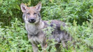 <p>Ein Wolf hat in den Niederlanden ein spielendes Kind angegriffen und in einen Wald geschleift.</p>