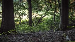<p>In Flandern wurden 2024 rund 209 Hektar Wald gerodet – oft zugunsten neuer Bauprojekte.</p>