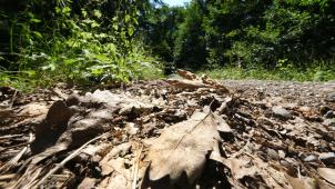 <p>Vertrocknete Blätter auf dem Boden in einem Wald</p>