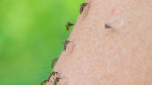 <p>Mehrere Mücken sind auf dem Arm einer Frau zu sehen.</p>