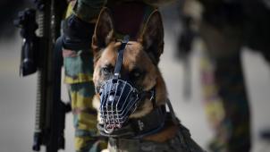 <p>Wachsam und einsatzbereit: Belgien setzt im Militärdienst auf die Fähigkeiten seiner vierbeinigen Elite.</p>