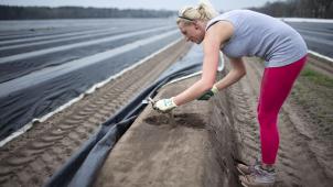 <p>Eine polnische Erntehelferin. Die Entsendung gilt nach wie vor als wichtigste Form der Arbeitsmigration nach Belgien.</p>