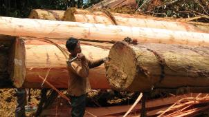 <p>Holzfirma in Indonesien. Das Washingtoner Artenabkommen (Cites) ist eines der ältesten Umweltabkommen der Welt. Das Abkommen listet fast 35 000 Arten - Säugetiere, Vögel, Reptilien, Fische und Pflanzen auf.</p>