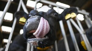 <p>Die klinischen Symptome der Blauzungenkrankheit bei Rindern sind Entzündungen der Zitzenhaut und der Schleimhäute im Bereich der Augenlider, Maulhöhle und Genitalien mit Bläschenbildung und Ablösungen der Schleimhäute insbesondere an Zunge, Maul und Kronsaum.</p>