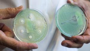 <p>Petrischalen mit sogenannten Krankenhauskeimen, die Mehrfachresistenzen gegenüber Antibiotika aufweisen.</p>