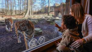 <p>Pairi Daiza Resort: 121 Unterkünfte mitten im Park</p>