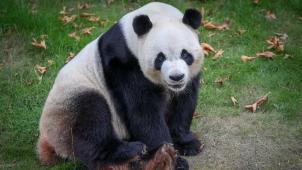 <p>Hao Hao verlässt den Tierpark Pairi Daiza aus Gesundheitsgründen.</p>