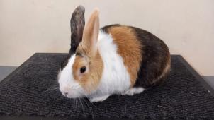 <p>Ein Holländerkaninchen japanerfarbig: Die ostbelgischen Kleintierzüchter kehren mit vielen Preisen zurück.</p>