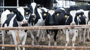 <p>Die EU reagiert auf Bauernproteste: Künftig soll es weniger Papierkram geben und gerade Bio-Betriebe sollen einfacher an Fördermittel kommen. Kann eine Milliardensumme gespart werden?</p>