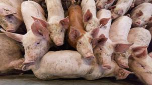 <p>Belgien meldet deutlichen Rückgang bei Antibiotika für Nutztiere.</p>