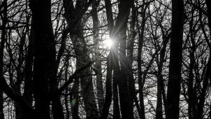 <p>Auch in Parks und Wäldern kommt es zu mehr Fällen von Exhibitionsmus.</p>