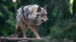 <p>Wölfe in der Wallonie: 107 bestätigte Angriffe auf Nutztiere seit 2023.</p>