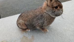 <p>Der Jugendpreis ging an Farbenzwerge aus Reuland.Fotos: privat</p>