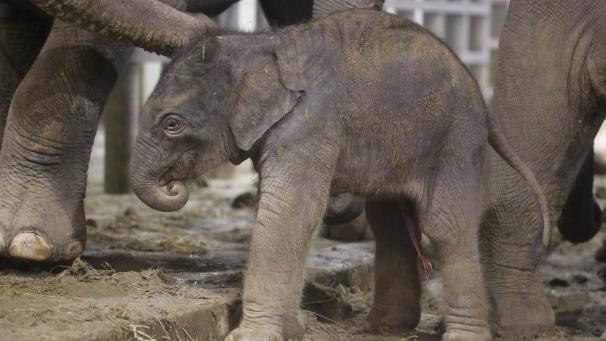 <p>Der Nachwuchs im Bild: Einen Namen hat das Kalb bislang noch nicht,</p>