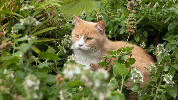 <p>Kater Crookshank versteckt sich auf dem Katzenspielplatz des Tierhotels AtFrits.</p>