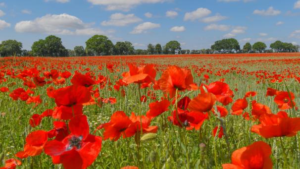 <p>Klatschmohn-Regierung: „Rot, grün und offen nach außen.“</p>