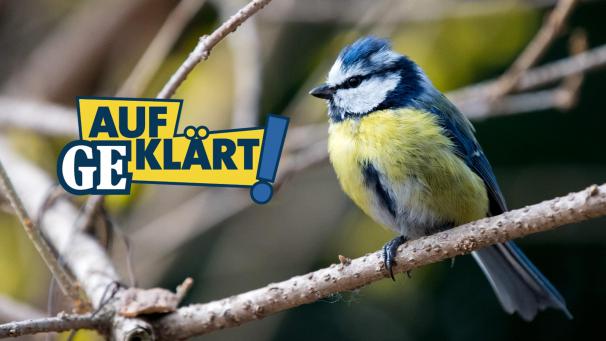<p>Die meisten Vögel verbringen ihre Nachtruhe auf dünnen Ästen sitzend.</p>
