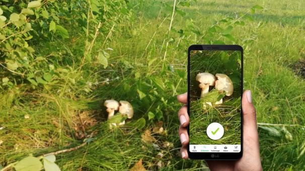 <p>Wer im Herbst gerne in die Pilze geht, kann sich die App „Pilzator“ aufs Smartphone laden. Arten lassen sich hier mit einem Foto bestimmen.</p>