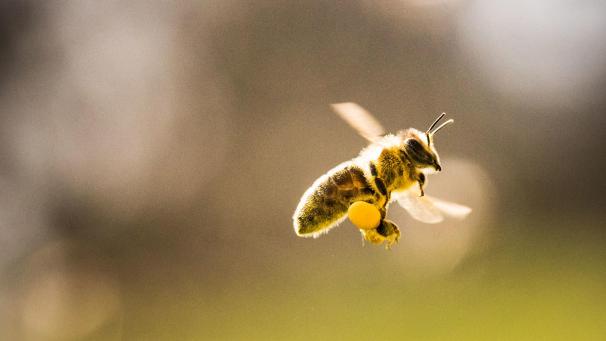 <p>Wenn es den Bienen zu eng wird, suchen sie ein neues Heim. Bild: dpa</p>