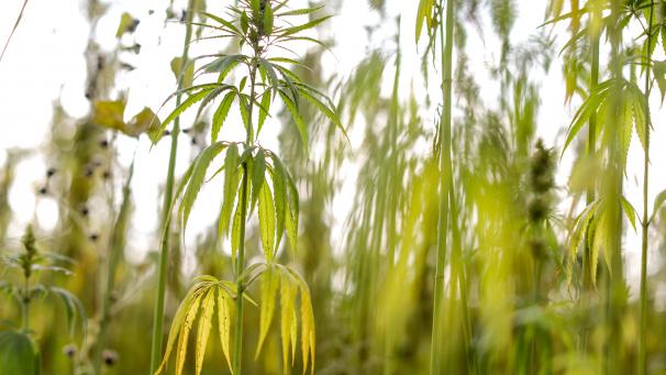 <p>Weil er neun Cannabis-Pflanzen in seinem Garten angebaut hatte, musste sich ein Eupener am Montag vor dem Eupener Strafgericht verantworten.</p>