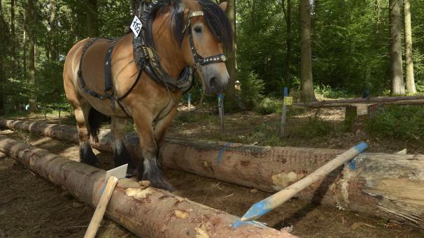 <p>Im Rahmen der Landwirtschaftsmesse können in den Wäldern von Bertrix Holzrücker bei der Arbeit bestaunt werden.</p>