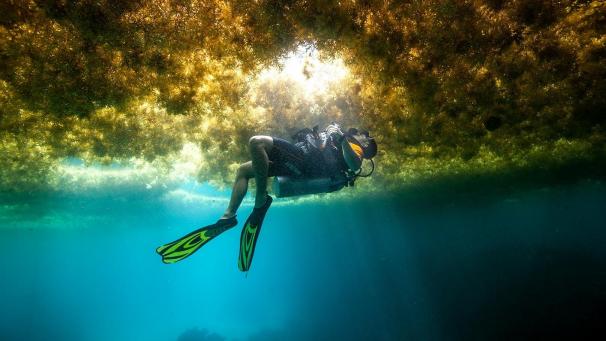 <p>Ein Taucher schwimmt in einer Schicht von Algen. Unmengen brauner Algen vermiesen derzeit vielen Karibiktouristen den perfekten Strandurlaub.</p>