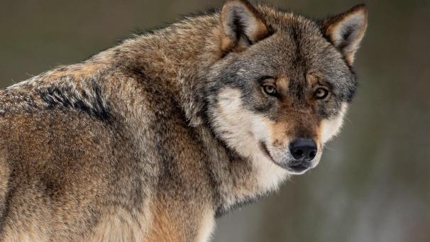 <p>Ein männlicher Wolf ist im Raum Monschau mehrfach aufgefallen. Er dürfte sich auch bis nach Ostbelgien bewegen. Hier ein Bild aus einem Wolfsgehege.</p>