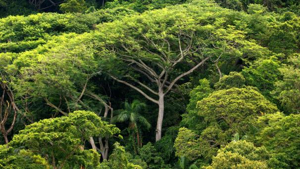 <p>Die neuen Wälder könnten 205 Milliarden Tonnen Kohlenstoff speichern.</p>